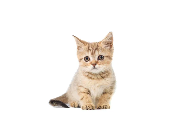 Stojący szkocki prosto kot kitten patrząc na białym tle na białym tle — Zdjęcie stockowe