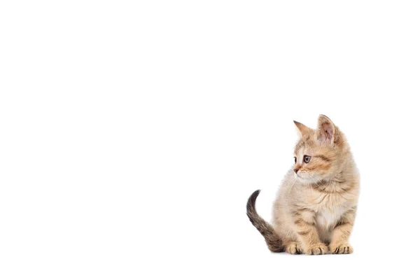 孤立した白地のテキスト コピー スペースとスコッティ ストレート バナーを子猫します。 — ストック写真