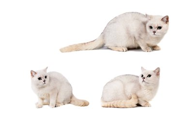 ışık gri kısa saçlı kedi safkan burmilla izole metin için yer beyaz zemin üzerine