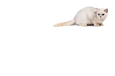 ışık gri kısa saçlı kedi safkan burmilla izole metin için yer beyaz zemin üzerine