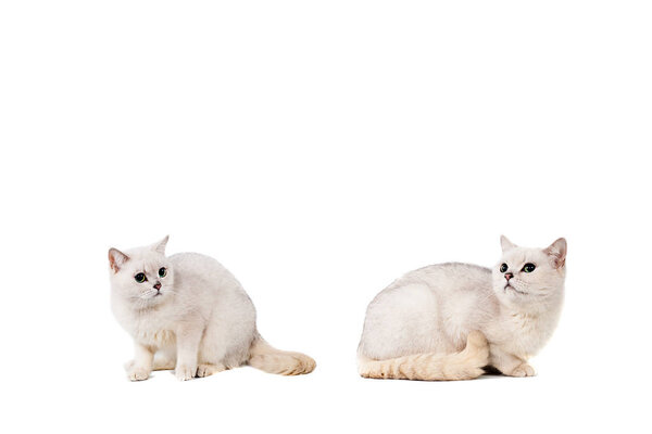 light gray short-haired cat thoroughbred burmilla isolate on white background with place for text