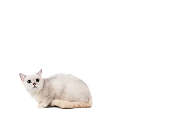 Luz cinza de cabelos curtos gato puro sangue burmilla isolado no fundo branco com lugar para texto — Fotografia de Stock