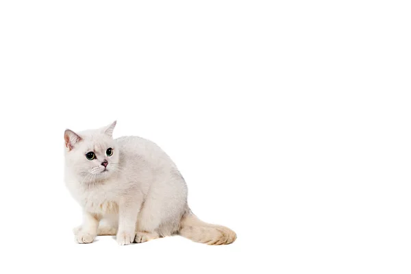 Gato de pelo corto gris claro purasangre burmilla aislado sobre fondo blanco con lugar para texto — Foto de Stock