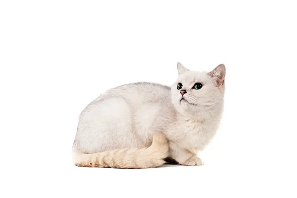 Ελαφρύ γκρι Σύντομη μαλλιά γάτα καθαρόαιμο burmilla απομονωθεί σε λευκό φόντο με χώρο για κείμενο — Φωτογραφία Αρχείου