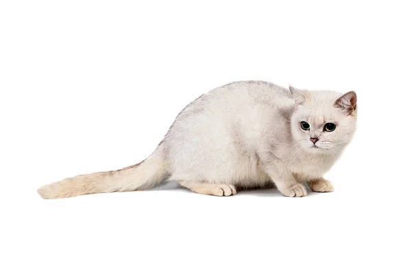 Jasny szary krótkowłose kot rasowy burmilla izolować na białym tle z miejscem dla tekstu — Zdjęcie stockowe