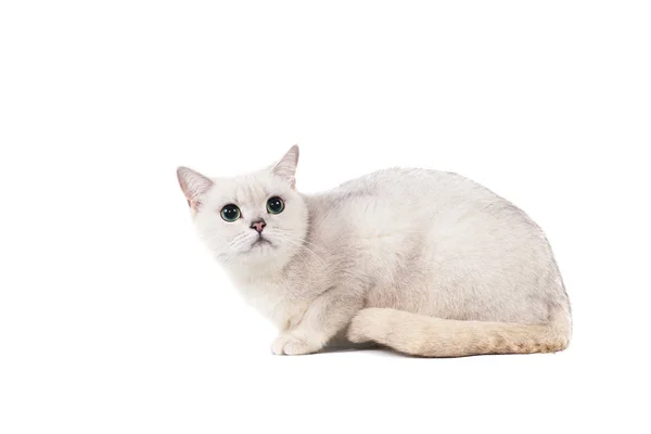 장소 텍스트와 흰색 배경에 회색 빛 단 발 고양이 순종 burmilla 분리 — 스톡 사진