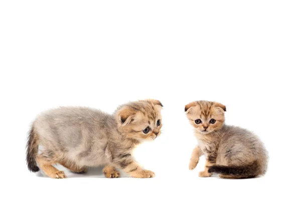 Sad very small fluffy kitten scottish fold on white isolated background. With a sore eye that is peeling off — Stock Photo, Image