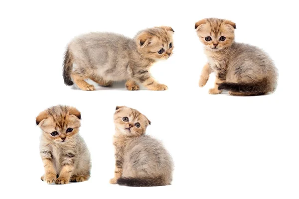 Sorgliga mycket små fluffiga kattunge scottish fold på vit isolerade bakgrund. Med ett ont öga som är peeling off — Stockfoto