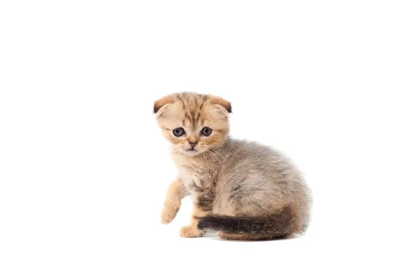 Triste muy pequeño gatito esponjoso pliegue escocés sobre fondo blanco aislado. Con un ojo dolorido que se está despegando —  Fotos de Stock