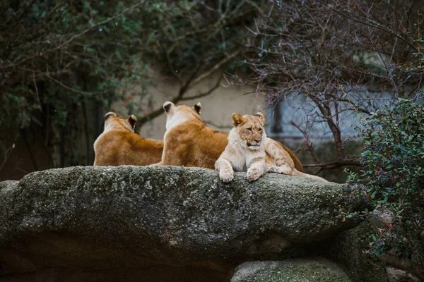 Tre leonesse africane di colore rosso riposano su una pietra in uno zoo della città di Basilea in Svizzera in inverno con tempo nuvoloso — Foto Stock