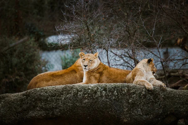 Tre leonesse africane di colore rosso riposano su una pietra in uno zoo della città di Basilea in Svizzera in inverno con tempo nuvoloso — Foto Stock