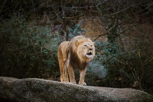 Un lion mâle adulte exprime son agressivité, grogne en montrant des dents sur une pierre dans le zoo de Bâle en Suisse en hiver par temps nuageux — Photo