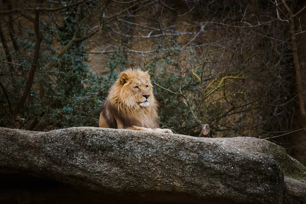 Un leu rosu adult se odihneste pe o piatra din gradina zoologica din Basel, Elvetia, in timpul iernii, pe vreme tulbure. — Fotografie, imagine de stoc