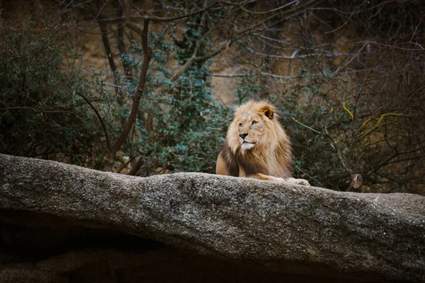 One adult male red lion resting, lying on a stone in the zoo of Basel in Switzerland in winter in cloudy weather — Stock Photo, Image