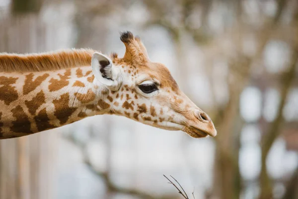 Gros plan, portrait d'une jeune girafe africaine nouvellement aperçue par temps nuageux, saison froide — Photo