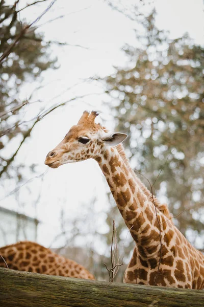 Gros plan, portrait d'une jeune girafe africaine nouvellement aperçue par temps nuageux, saison froide — Photo