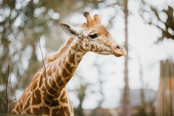 Närbild, porträtt av en ung afrikansk afrikanska giraff nyligen fläckig i molnigt väder, kalla årstiden — Stockfoto