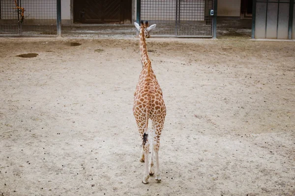 Plan général, une jeune girafe africaine marche à pied à travers le territoire à la caméra repéré par temps nuageux la saison froide — Photo