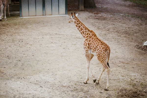 Plan général, une jeune girafe africaine marche à pied à travers le territoire à la caméra repéré par temps nuageux la saison froide — Photo