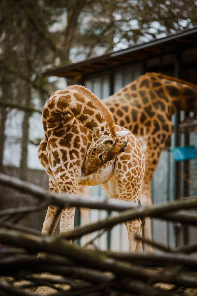 Grappige jonge Afrikaanse giraffe kind twisted zijn nek voor schone wol, gewassen op de achtergrond van de ouders van volwassen giraffen — Gratis stockfoto