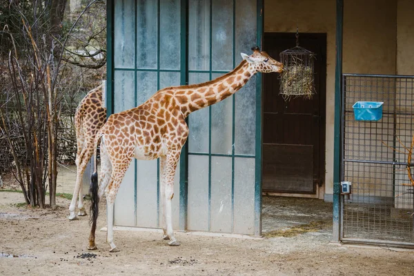 Bir yetişkin Afrika zürafa yakınındaki bir besleyici gıda ile saman yiyor. Onun yanında onun calla siyahtır — Stok fotoğraf