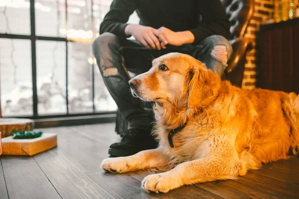 Ενήλικος σκύλοs έναs χρυσόs retriever, abrador βρίσκεται δίπλα από τα πόδια τους ιδιοκτήτες των έναν αρσενικό κτηνοτρόφο. Στο εσωτερικό του σπιτιού σε ένα ξύλινο πάτωμα κοντά στο παράθυρο με ένα χριστουγεννιάτικο, διακόσμηση για τα Χριστούγεννα και τα κουτιά με τα δώρα — Φωτογραφία Αρχείου