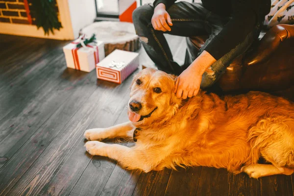 Golden retriever, labrador lies next to the owner feet a male. hand of man stroking dog.In the interior of house on wooden floor near the window with a Christmas, Christmas decor and boxes with gifts — стоковое фото