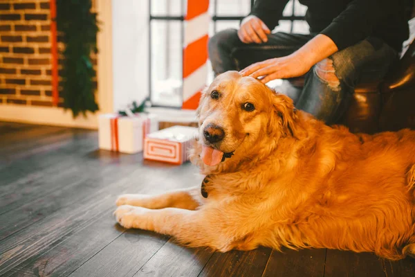 Golden retriever, labrador bir erkek sahibi ayak yanında yatıyor. el adam okşayarak köpeğin. Evin yakınındaki bir Noel, Noel dekor ve hediye kutuları penceresiyle ahşap zemin üzerinde iç — Stok fotoğraf