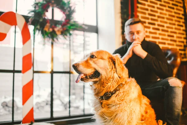 Ren golden retriever, labrador närbild, porträtt i interiör jul inredning på vintern på fönsterbakgrund, tegelvägg och ägare man sitter i fåtölj — Stockfoto