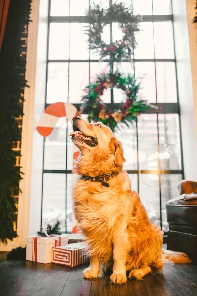 Un pedigree adult de aur retriever, labrador stă în plină creștere pe fundalul unei ferestre decorate cu Anul Nou și decor de Crăciun, cutii cu cadouri și o bomboană cu dungi mari. tema Crăciunului — Fotografie, imagine de stoc