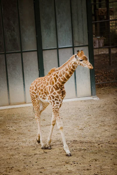 Кордофан жираф ребенка, наименьший в полном росте идет на землю — стоковое фото