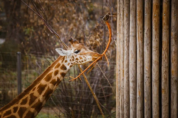 Girafe kordofan mange les feuilles d'une branche attachée à une corde de pilier — Photo