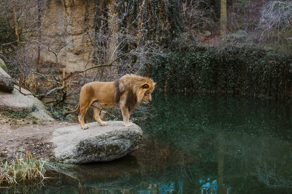 Seekor singa jantan Afrika dewasa berdiri di tebing batu dan melihat danau, kolam di teritorinya di kebun binatang selama musim dingin — Foto Stok Gratis