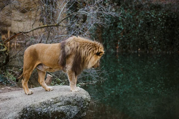 Un mascul leu african adult stă pe o margine de stâncă și se uită la lac, un iaz pe teritoriul său la grădina zoologică în timpul sezonului rece. — Fotografie, imagine de stoc