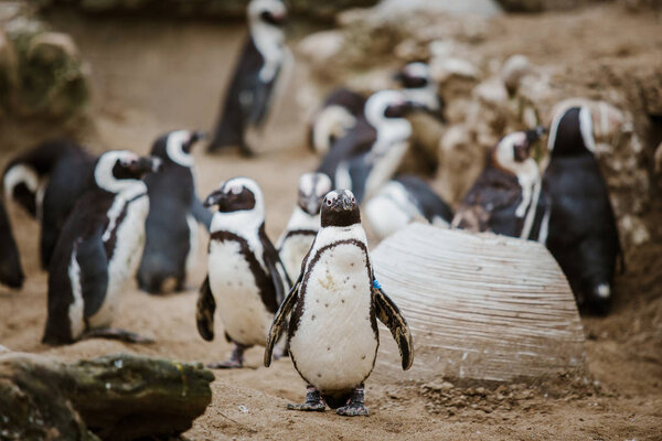 A Black Footed Penguin in a zoo staring at the camera with other penguins in the background Stock Picture