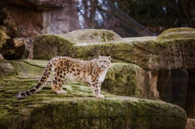 Yetişkin bir kar leoparı İsviçre Basel Hayvanat Bahçesi Taşlı bir çıkıntının üzerinde duruyor. Kışın bulutlu hava