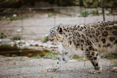 Yetişkin bir kar leoparı kendi topraklarında yakın görünümü aracılığıyla İsviçre Basel hayvanat bahçesinde kafes kadar size yürür. Kışın bulutlu hava