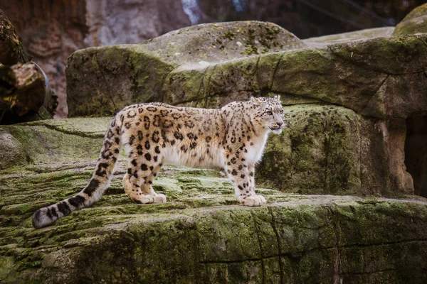 An adult snow leopard stands on a stony ledge in the Basel Zoo in Switzerland. Cloudy weather in winter — Free Stock Photo