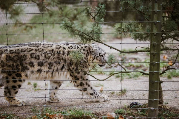 Un léopard des neiges adulte traverse son territoire de près, puis traverse la cage du zoo de Bâle en Suisse. Météo nuageuse en hiver — Photo