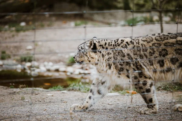 Un leopard de zăpadă adult se plimbă prin teritoriul său de aproape, privindu-se prin cușca de la Grădina Zoologică din Basel, Elveția. Vremea noroasă în timpul iernii — Fotografie, imagine de stoc