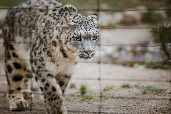 Un leopard de zăpadă adult se plimbă prin teritoriul său de aproape, privindu-se prin cușca de la Grădina Zoologică din Basel, Elveția. Vremea noroasă în timpul iernii — Fotografie, imagine de stoc