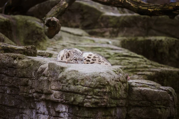 成年雪豹躺在一块大石头上, 在瑞士的巴塞尔动物园里, 看上去很用心, 很警觉。冬季多云天气 — 图库照片
