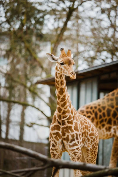 Une petite girafe de kordofan d'enfant se frotte sur le fond des parents par temps nuageux au zoo de Bâle en Suisse — Photo