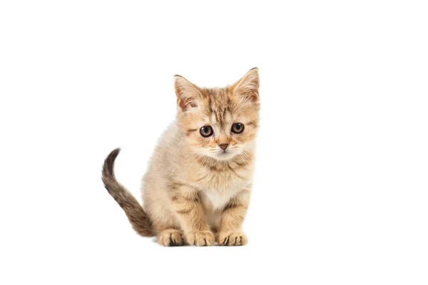 Szkocki prosto kitty światło kolorowe z paskami kolorów puszyste na na białym tle — Zdjęcie stockowe