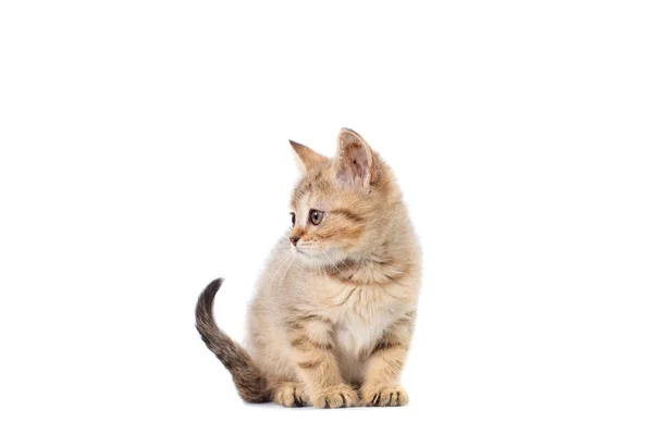 Scottish Straight Kitty deschis colorat cu dungi de culori pufoase pe fundal alb izolat — Fotografie, imagine de stoc