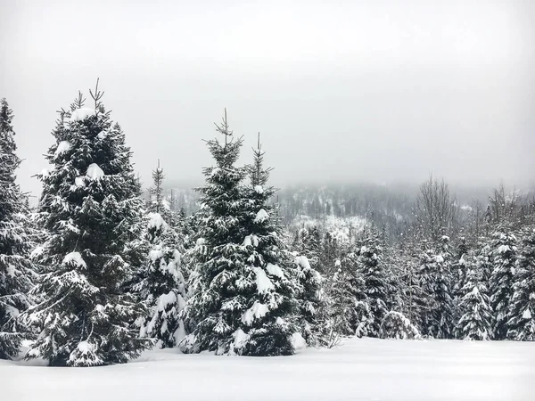 Sapins couverts de neige dans les montagnes . — Photo