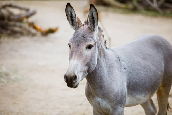 Porträtt, huvud närbild av en vild grå åsna med vita ränder äter på zoo — Stockfoto