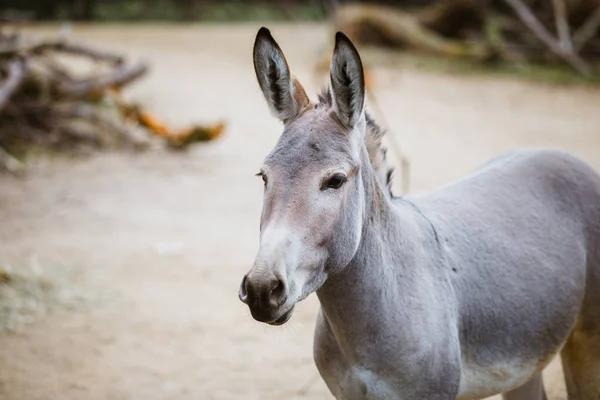 Porträt, Kopf-Nahaufnahme eines wilden grauen Esels mit weißen Streifen frisst im Zoo — Stockfoto