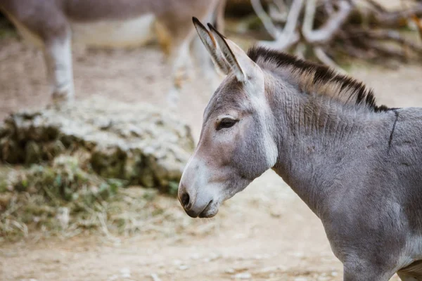Porträt, Kopf-Nahaufnahme eines wilden grauen Esels mit weißen Streifen frisst im Zoo — Stockfoto