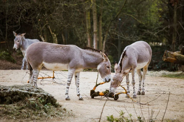 Eine Gruppe von drei Individuen frisst ein wilder grauer Esel mit weißen Streifen im Zoo — Stockfoto